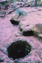 Tree Casts in Lava